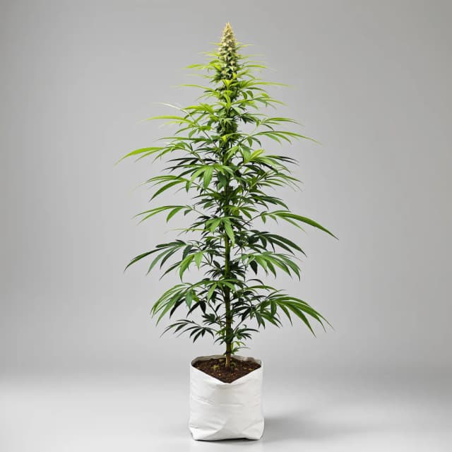 Emballage de graines de cannabis Jack the Ripper — Royal King Seeds France