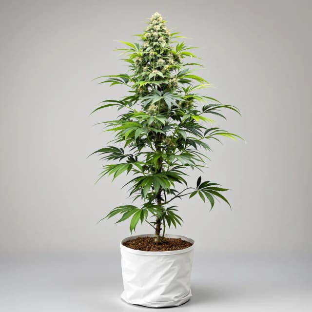 Emballage de graines de cannabis Jacked-Up — Royal King Seeds France