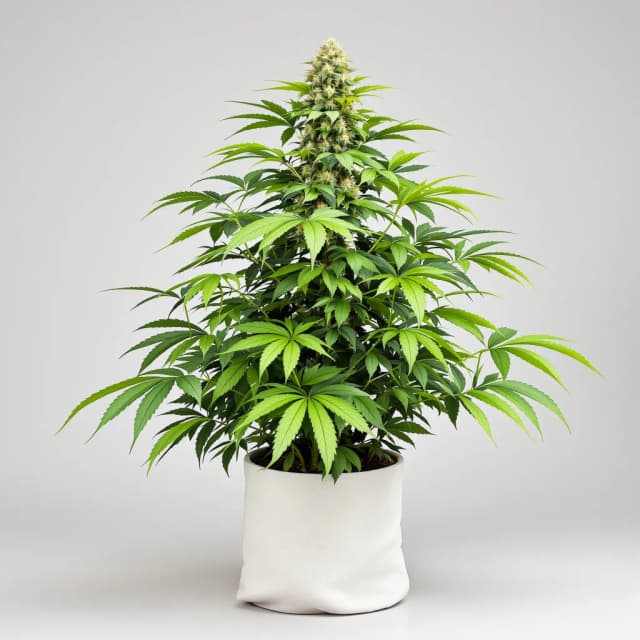 Emballage de graines de cannabis Jedi Kush — Royal King Seeds France