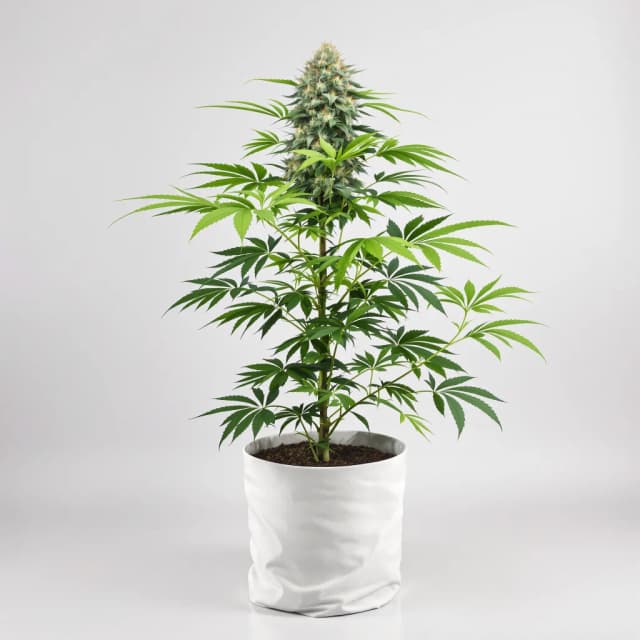 Emballage de graines de cannabis Jelly Roll — Royal King Seeds France