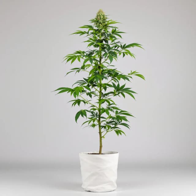 Emballage de graines de cannabis Jesus Juice — Royal King Seeds France