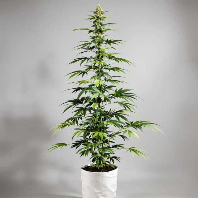 Emballage de graines de cannabis Jesus OG — Royal King Seeds France