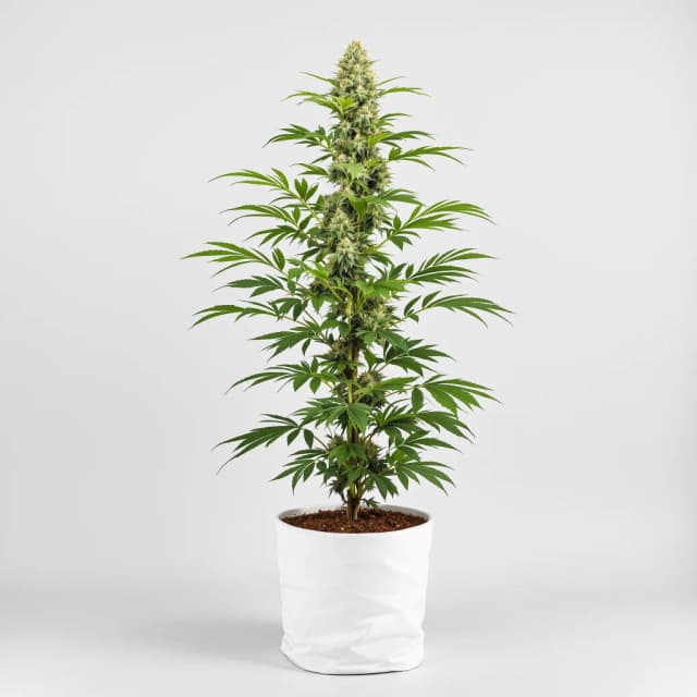 Emballage de graines de cannabis Jillybean — Royal King Seeds France