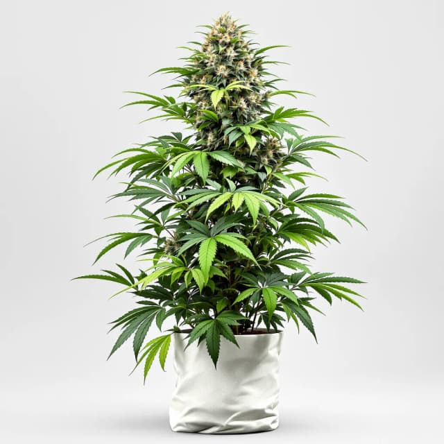Emballage de graines de cannabis Josh D OG — Royal King Seeds France