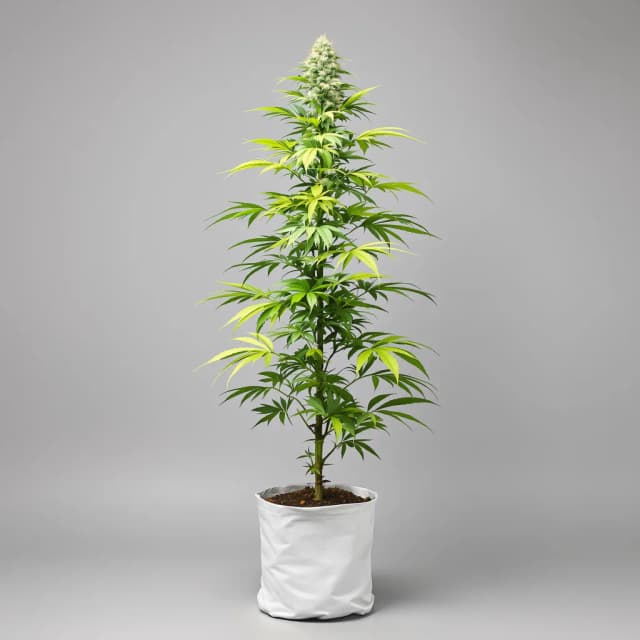 Emballage de graines de cannabis Kahuna — Royal King Seeds France