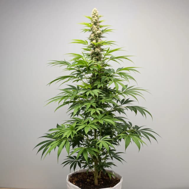 Emballage de graines de cannabis Kali Dog — Royal King Seeds France