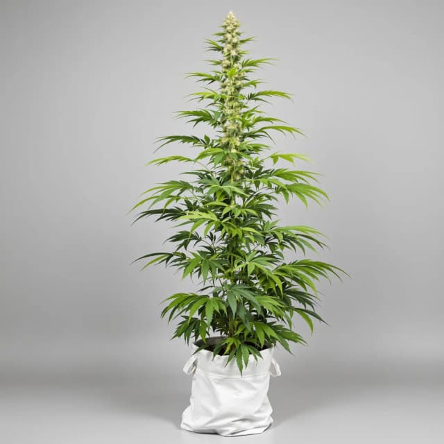 Emballage de graines de cannabis Kali Mist — Royal King Seeds France