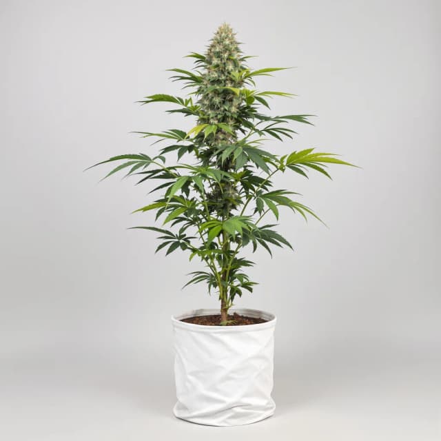 Emballage de graines de cannabis Kandahar — Royal King Seeds France
