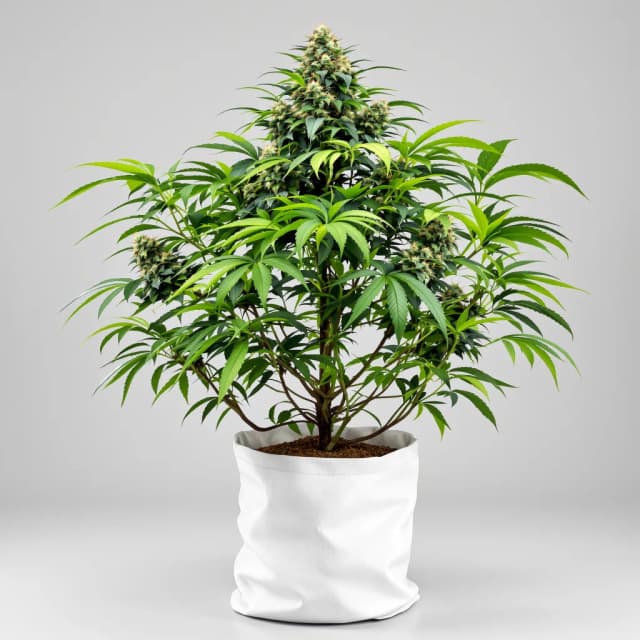 Emballage de graines de cannabis Khalifa Kush — Royal King Seeds France