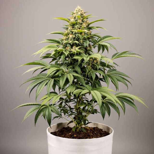Emballage de graines de cannabis King Louis XIII — Royal King Seeds France