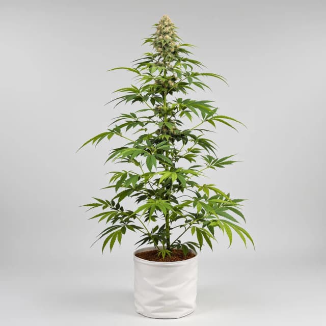Emballage de graines de cannabis Kush Mints — Royal King Seeds France