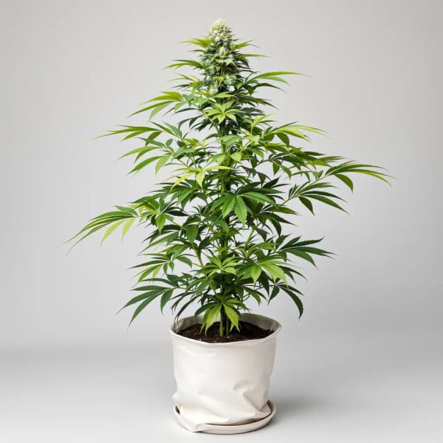Emballage de graines de cannabis LA Ultra — Royal King Seeds France