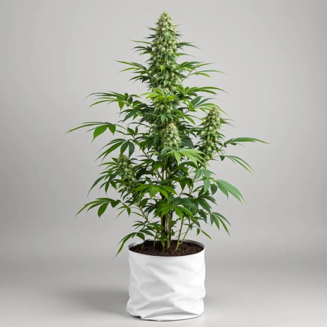 Emballage de graines de cannabis LA Woman — Royal King Seeds France