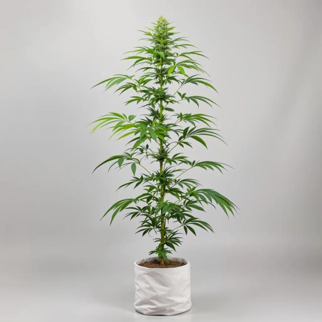 Emballage de graines de cannabis Lamb's Bread — Royal King Seeds France