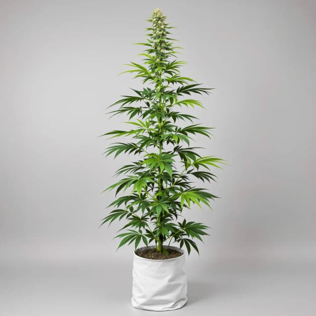 Emballage de graines de cannabis Lambo — Royal King Seeds France