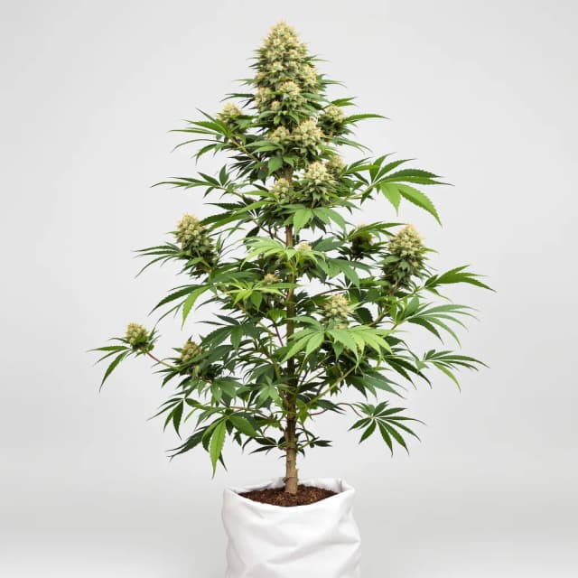 Emballage de graines de cannabis Lamborghini — Royal King Seeds France