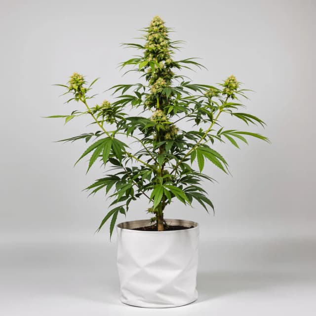 Emballage de graines de cannabis Larry OG — Royal King Seeds France