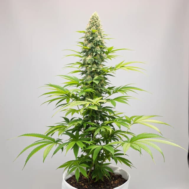 Emballage de graines de cannabis Larry OG — Royal King Seeds France
