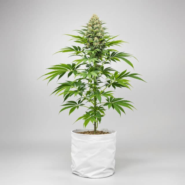 Emballage de graines de cannabis Lavender Jones — Royal King Seeds France