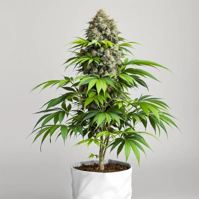 Emballage de graines de cannabis Lavender Jones — Royal King Seeds France