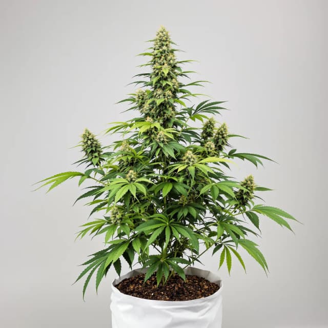 Emballage de graines de cannabis Le Silver Royale — Royal King Seeds France