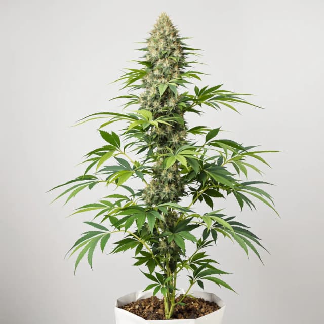 Emballage de graines de cannabis Lemon — Royal King Seeds France