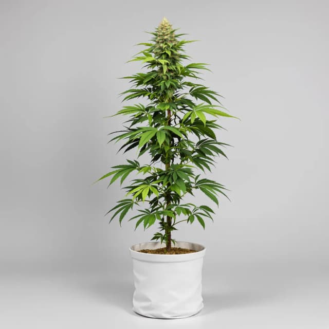 Emballage de graines de cannabis Lemon Daddy — Royal King Seeds France