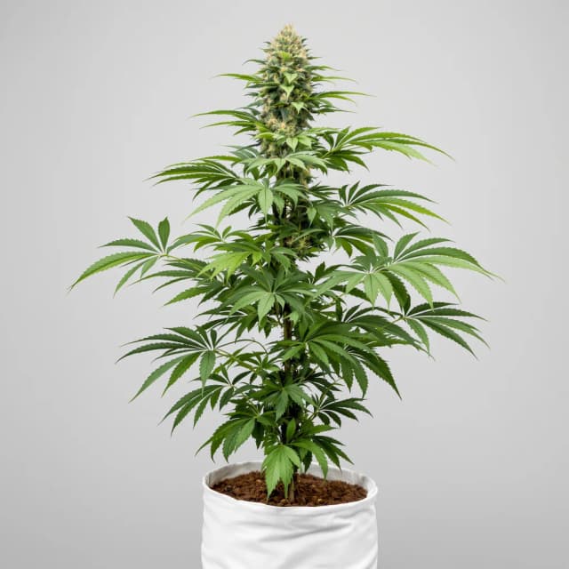 Emballage de graines de cannabis Lemon Drizzle — Royal King Seeds France