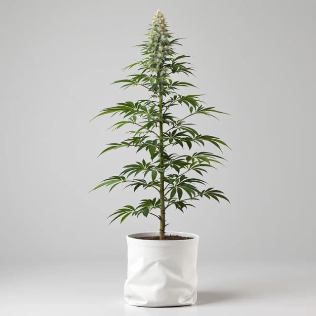 Emballage de graines de cannabis Lemon — Royal King Seeds France