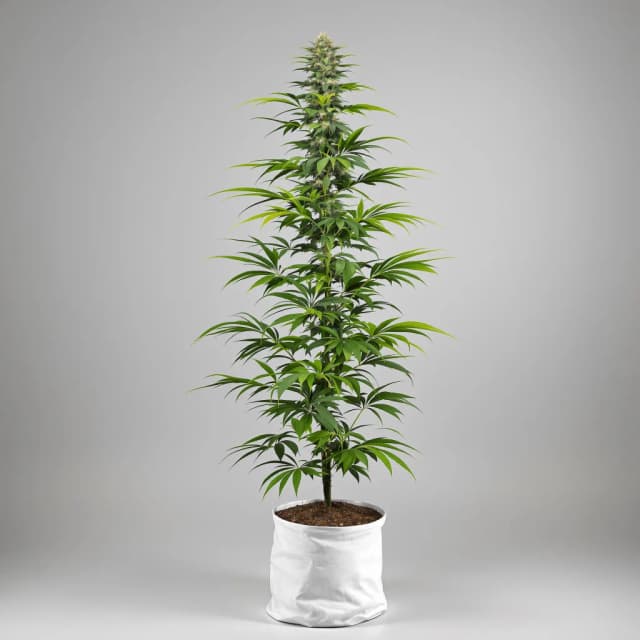 Emballage de graines de cannabis Lemon Jack — Royal King Seeds France