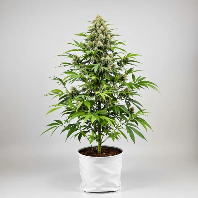 Emballage de graines de cannabis Lemon Kush — Royal King Seeds France