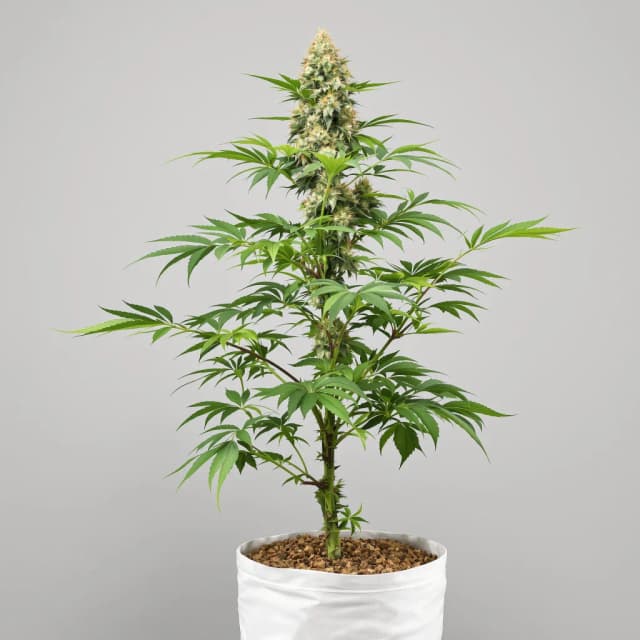 Emballage de graines de cannabis Lemon Thai — Royal King Seeds France