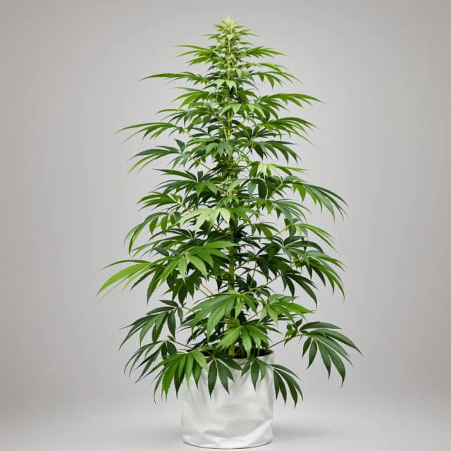 Emballage de graines de cannabis Liberty Haze — Royal King Seeds France