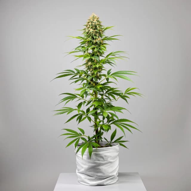 Emballage de graines de cannabis Lime Purple Mist — Royal King Seeds France