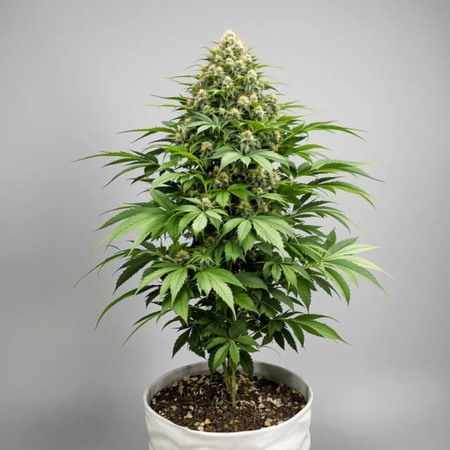 Emballage de graines de cannabis London Pound Cake — Royal King Seeds France