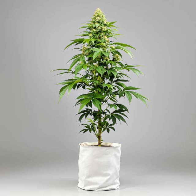 Emballage de graines de cannabis Longbottom Leaf — Royal King Seeds France