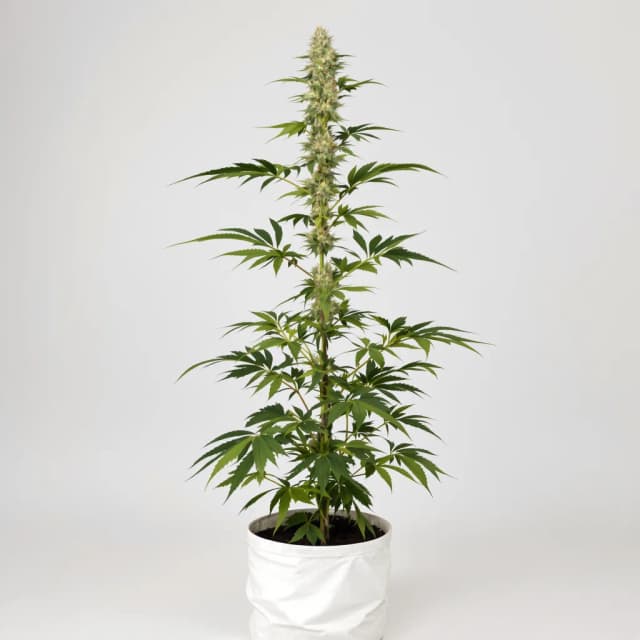 Emballage de graines de cannabis Lowryder — Royal King Seeds France