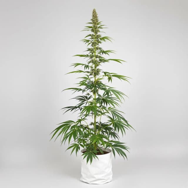Emballage de graines de cannabis Lucid Dream Kush — Royal King Seeds France