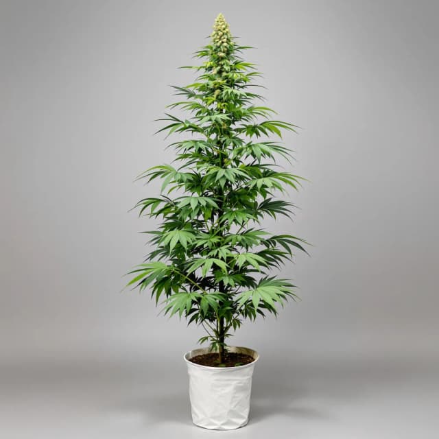 Emballage de graines de cannabis Lucid Dream Kush — Royal King Seeds France