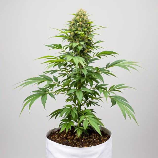 Emballage de graines de cannabis Mag Landrace — Royal King Seeds France