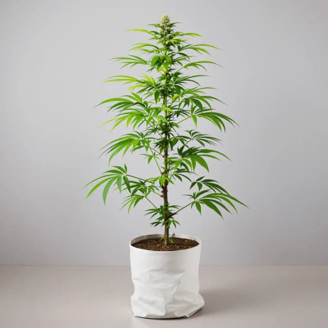 Emballage de graines de cannabis Malawi Gold — Royal King Seeds France