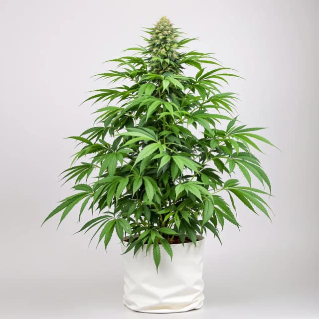 Emballage de graines de cannabis Mandarine — Royal King Seeds France