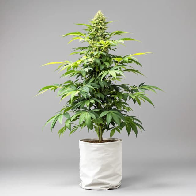 Emballage de graines de cannabis Mango Haze — Royal King Seeds France