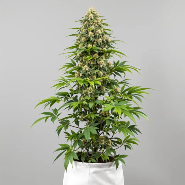 Emballage de graines de cannabis Master Jedi — Royal King Seeds France