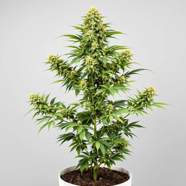Emballage de graines de cannabis Matanuska Tundra — Royal King Seeds France