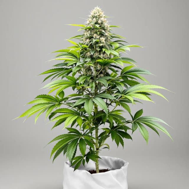 Emballage de graines de cannabis Mataro Blue CBD — Royal King Seeds France