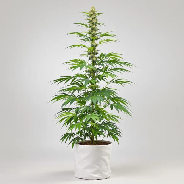 Emballage de graines de cannabis Maui — Royal King Seeds France