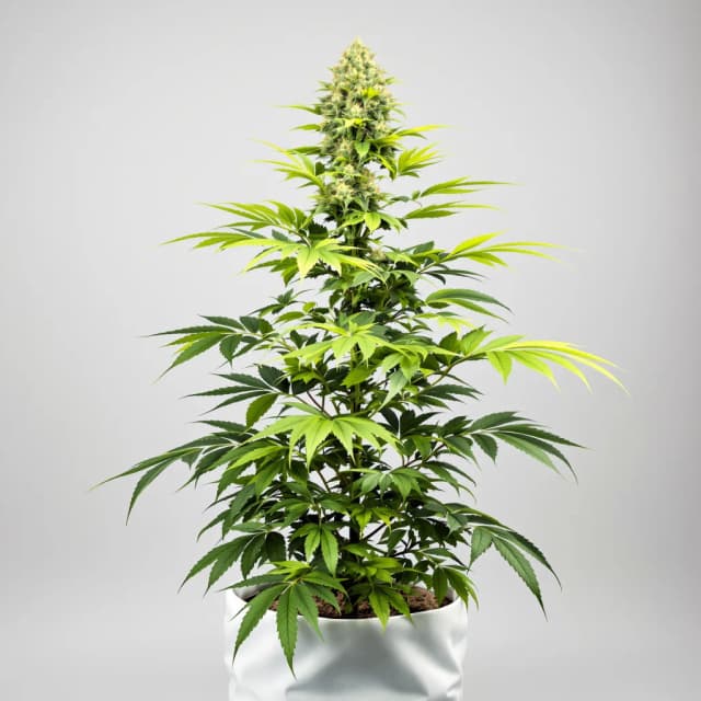 Emballage de graines de cannabis Maui Haole — Royal King Seeds France