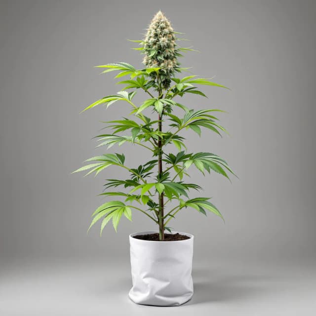 Emballage de graines de cannabis Maxi Gom — Royal King Seeds France