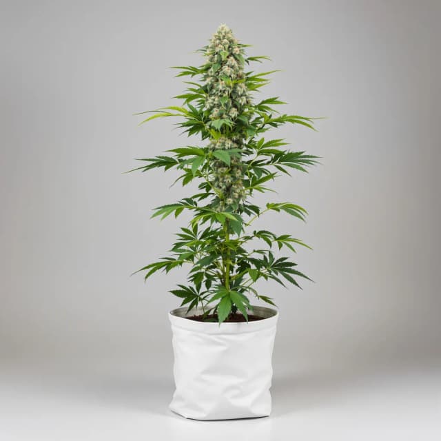 Emballage de graines de cannabis MedGom CBD — Royal King Seeds France